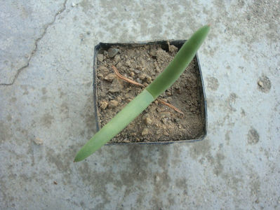 Cephalophyllum alstonii  Marloth ex L.Bolus  1928.