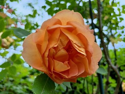 Lady of Shalott