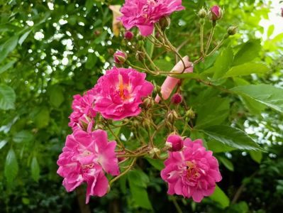 Excelsa