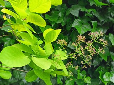 Cotinus Golden