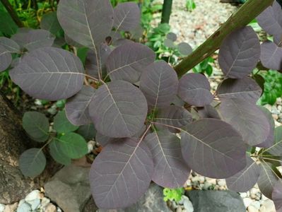 Cotinus Royal Purple