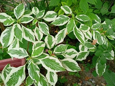 Cornus controversa variegata