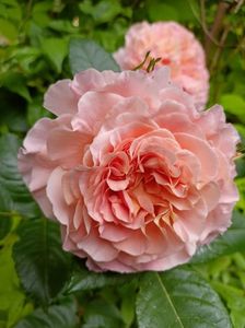 Augusta Luise