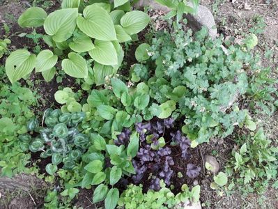 Heuchera Black Berry x Cyclamen x Geranium