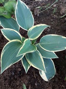 Hosta Funkia First Frost