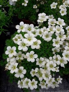 Saxifraga