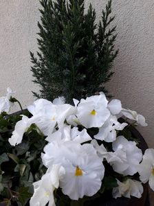 Juniperus chinensis Stricta