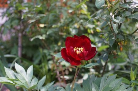 Scarlet Heaven (1)