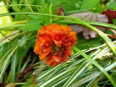 Geum