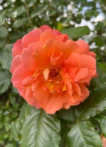 7229CC99-B112-4DAB-8DD4-F93574DE44E9