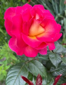 Pink Paradise