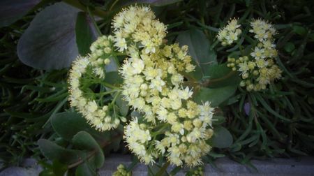 Sedum