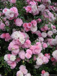 Pink Bells- Miniature rose - Mild fragrance