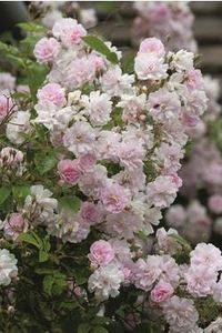 Pruning roses