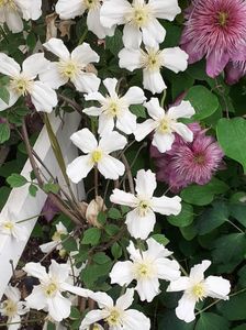 O primăvară rece , fără ploi , fără zile însorite!