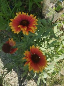 gaillardia