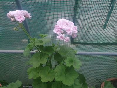 Milfield Rose