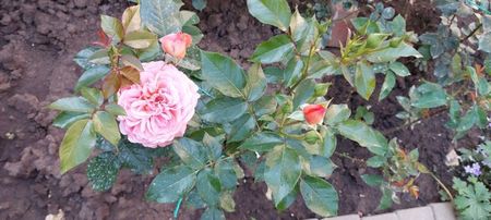 Pink abundance