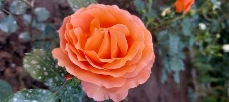 Orange meilove