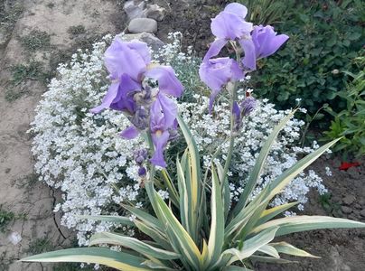 Iris variegat