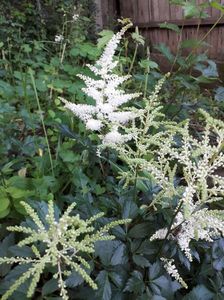 Astilbe Japonica "Washington"