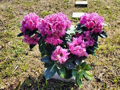 rododendron