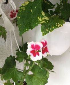 Bineinteles ca am trecut si pe la piata! :))); Aveati dreptate fetelor sa nu ma credeti, iar am mai luat vreo trei muscate! :)))
