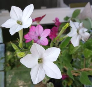 Si frumoasa si parfumata; Ce sa mai ceri de la o floare? Ah, da! Deloc pretentioasa! ;)
