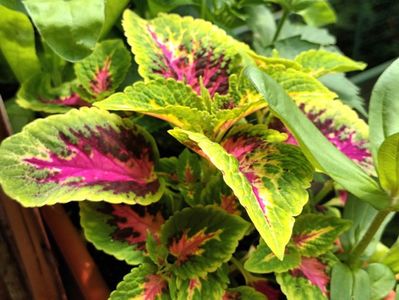 Frunze colorate? Hop si eu! ;)