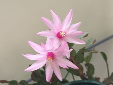 Îl iubesc! ❤️❤️❤️; Multumeeeesc! ❤️❤️❤️
