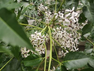 Chinaberry tree