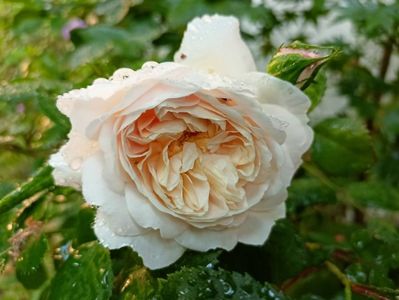 Crocus Rose