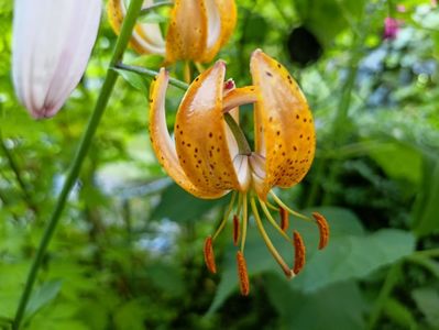 Crin Martagon "Peppard Gold"