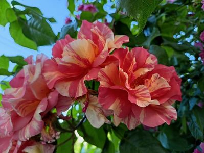 Sorbet Fruite