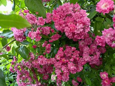 Excelsa