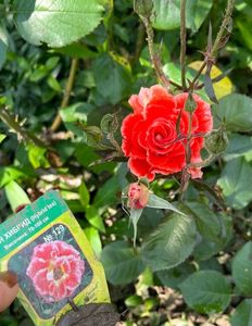 Airbrush; Floribunda Kordes
