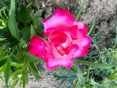 90174C0D-BCDB-43B9-9BE7-493A858DC90B