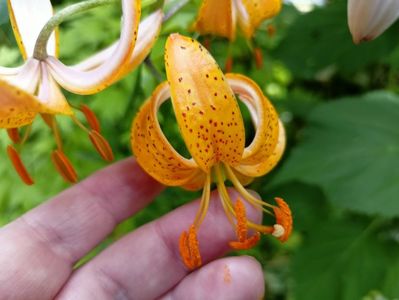 Crin Martagon "Peppard Gold"