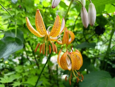 Crin Martagon "Peppard Gold"