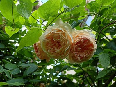 Crown Princess Margareta