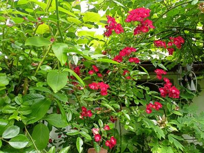 Cherry Meidiland