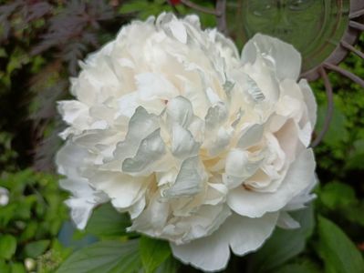 Gardenia