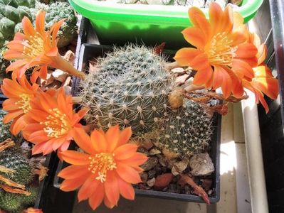 Rebutia senilis