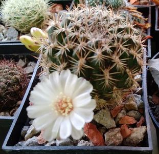 Sulcorebutia cylindrica