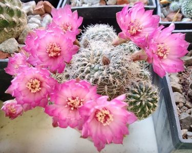 Sulcorebutia patriciae