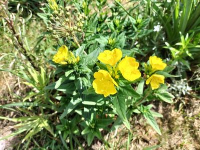 oenothera