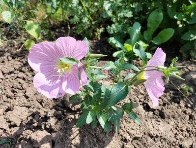 oenothera