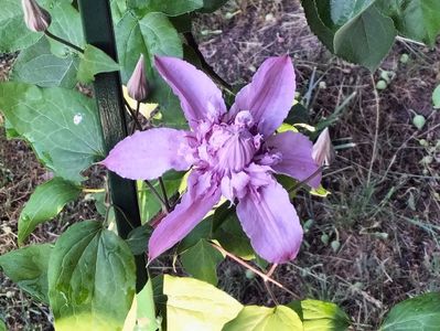 clematis la prima floare