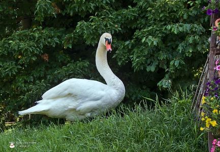 w-Male Swan-Lebada mascul7625