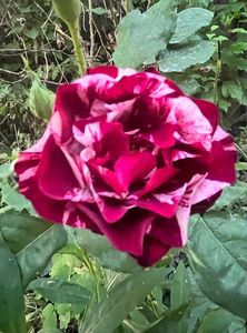699DBB12-9D0F-424B-9812-4F03C53AFCB5